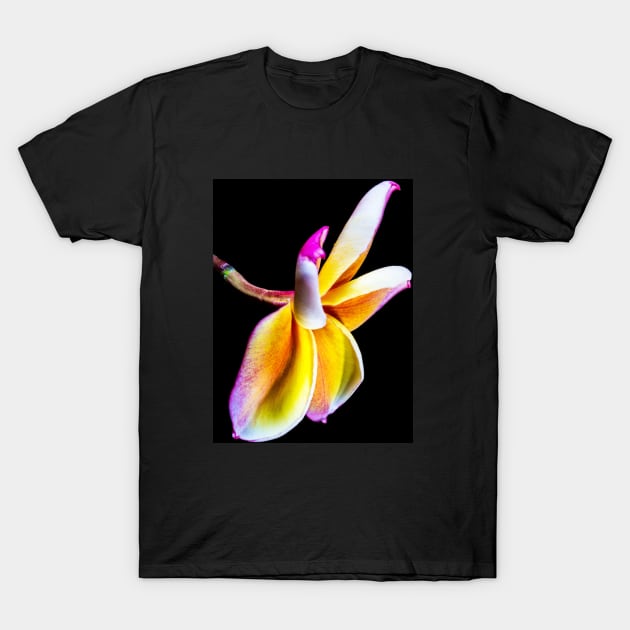 plumeria-flowers-dress-frangipani-floral-colorful-blossom-shirtyshirto-32 T-Shirt by Shirty.Shirto